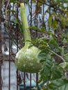 Green Calabash or bottle gourd. Hanging pumpkin on a rustic fence.