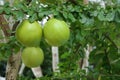 Green calabash tree