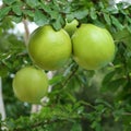 Green calabash tree