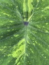 green Caladium bicolor leaf texture. abstract background Royalty Free Stock Photo