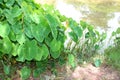 Green caladium elephant ear plant