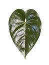 green caladium heartshape dark greasy shinning glow house plant isolated on clean white background