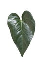 green caladium heartshape dark greasy shinning glow house plant isolated on clean white background