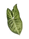 green caladium heartshape dark house plant isolated on clean white background