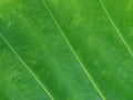 Green caladium leaf for abstract background Royalty Free Stock Photo