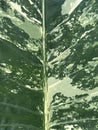 green caladium leaf background, abstract background Royalty Free Stock Photo