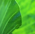 Green caladium leaf with dew drops