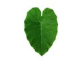 Green Caladium leaf with heart shape isolated on white background