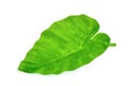 Green caladium leaf isolated on white background Royalty Free Stock Photo