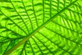 Green caladium leaf with lighting through at leaf Royalty Free Stock Photo