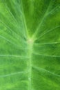 Green caladium leaf Royalty Free Stock Photo