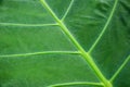 Green caladium leaf texture Royalty Free Stock Photo
