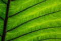 Green caladium leaf textures Royalty Free Stock Photo