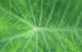 Green caladium leaf textures Royalty Free Stock Photo
