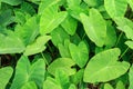 Green Caladium plant forest.