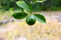 Green calamansi Royalty Free Stock Photo