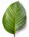 Green Calathea leaf displaying delicate white stripes, highlighting intricate botanical pattern against pristine white Royalty Free Stock Photo