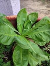 Green Calendula Leaves