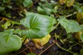 Green Calla leaves in a bog