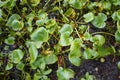 Green Calla leaves in a bog