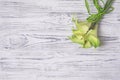 Green calla lily on white wooden table.