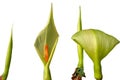 Green calla petals