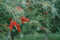 Green callistemon bush with red fluffy flowers grows in the garden