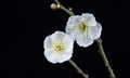 Green calyx plum flower closeup