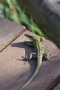 Green camouflaged lizard Royalty Free Stock Photo