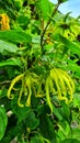 A Green Cananga Flower
