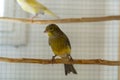 Canary of the nightingale breed stands on perch in a cage Royalty Free Stock Photo