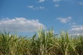 Green cane with clouds and blue sky