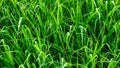 Green cane and grass seedlings