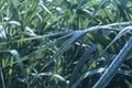 Green cane leaves, dusk style, with rain drops in farming agriculture. Royalty Free Stock Photo