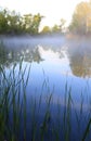 Green cane on morning river