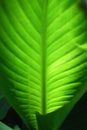 Green Canna Leaf With Veins (Macro) Royalty Free Stock Photo