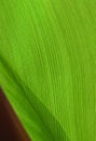 A green canna lily leaf Royalty Free Stock Photo