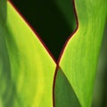 A green canna lily leaf Royalty Free Stock Photo