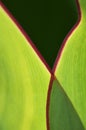 A green canna lily leaf Royalty Free Stock Photo