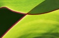 A green canna lily leaf Royalty Free Stock Photo