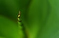 A green canna lily leaf Royalty Free Stock Photo