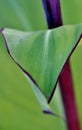 Green canna Lily leaf... Royalty Free Stock Photo