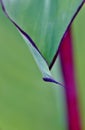 Green canna Lily leaf... Royalty Free Stock Photo