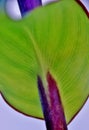 Green canna Lily leaf... Royalty Free Stock Photo