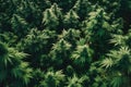 green cannabis plantation field top view .generative ai