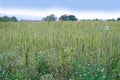 green cannabis plants growing on medical cannabis fields in Germany, concept medical marijuana legalization, drug trafficking