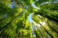 Green canopy in the forest with sun rays Royalty Free Stock Photo