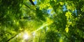 Green canopy and sun in the forest Royalty Free Stock Photo