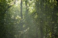 Green canopy in a wild Lithuania forest