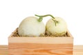 Green cantaloupe melon in wood box Royalty Free Stock Photo